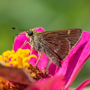 unknown-skipper-6085