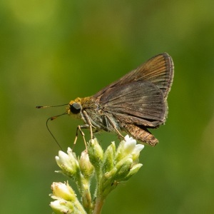 unknown-skipper-6156